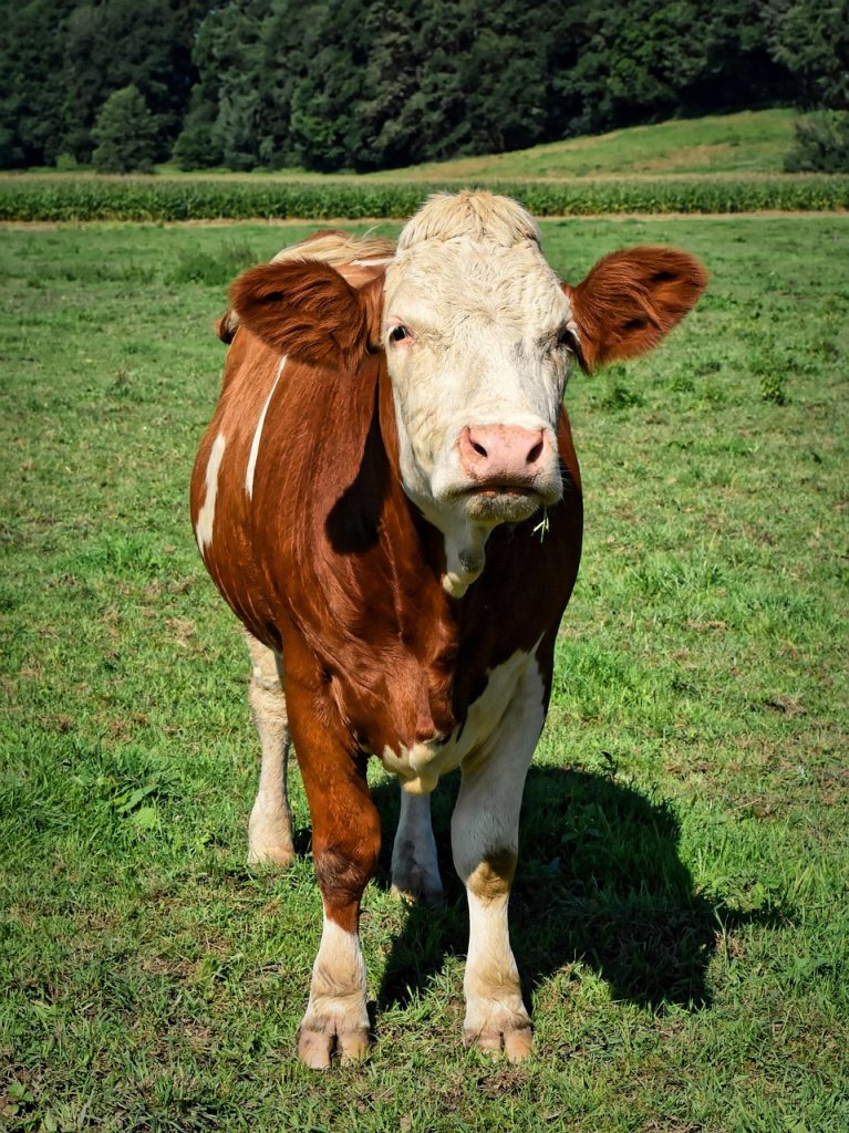 cow, beef, agriculture, cattle, animal, pasture, farm yard, nature, cows, landscape, rural, meadow, grass, farm animal, mammal, graze, livestock, milk cow, brown, cow, cow, cow, cow, cow