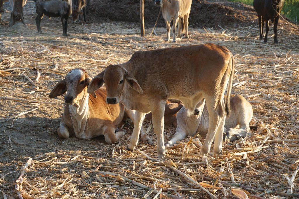 cows, farming, livestock, farm, milk, toro, cattle raising